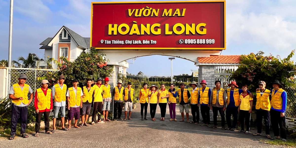 phương pháp chọn hoa mai đẹp, phổ quát lộc đón Tết